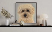 Pet Portraits